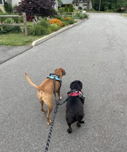 tobedri Comfortable Dual Dog Leash Tangle Free with Shock Absorbing Bungee Reflective 2 Dog Leashes for Large Medium Small Dogs Dogs weight 25-100lbs Black 24 91mCIoap1KL