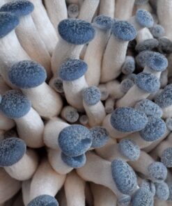 Organic Blue Oyster Mushroom Growing Kit 32 91mH6sdldiL
