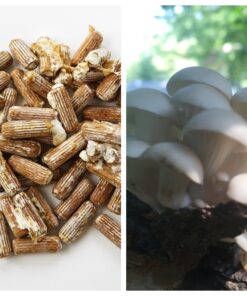 2funguys Oyster Mushroom Plug Spawn Starter Kit - Grow Mushrooms at Home 12 91mI3m4RiDL