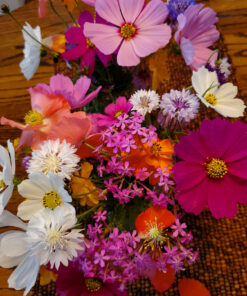 Eden Brothers Northeast Wildflower Mixed Seeds for Planting, 1/4 lb, 120,000+ Seeds with Cosmos, Candytuft, Shasta Daisy | Attracts Pollinators, Plant in Spring or Fall, Zones 3, 4, 5, 6, 7, 8, 9, 10 1/4 Pound 36 91mKY9FlGkL