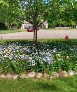 Eden Brothers All Perennial Wildflower Mixed Seeds for Planting, 1/4 lb, 120,000+ Seeds with Lupine, Shasta Daisy | Attracts Pollinators, Plant in Spring or Fall, Zones 3, 4, 5, 6, 7, 8, 9, 10 1/4 Pound 54 91mXeyEEpL