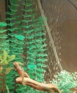 Uniclife Aquarium Air Pump Dual Outlet Fish Tank Aerator with Accessories for Up to 100 Gallon Tank 5 - 30 Gallons 35 91mkNw61HpL