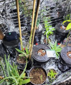 AGLEX 420W COB LED Grow Light, Full Spectrum Plant Grow Lamp with Daisy Chain Veg and Bloom Switch for Hydroponic Greenhouse Indoor Plant Veg and Flower (C2000) C2000 41 91mqtcQgY L