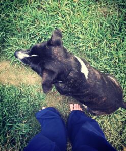 SportDOG No Bark Collar SBC-R 16 91mw9nk3z6L