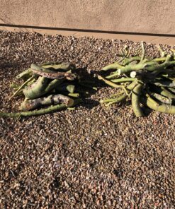 BLACK+DECKER 20V Max Cordless Chainsaw, 10-Inch, Tool Only (LCS1020B) 20V Chainsaw (Tool Only) 39 91mwZMZRPlL