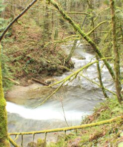 58mm Altura Photo Professional Accessory Kit for Canon EOS Rebel T8i T7i T7 T6i T6 SL3 DSLR – Wide Angle & Fisheye Lens, Filter Kit (Macro Close-Up Set, UV, CPL, ND4) & More Accessories Standard Packaging 29 91nBA3yO6VL