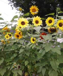 BIG PACK - (1,000+) SUNFLOWER Sunny Sun Flower CRAZY MIX flower Seeds - Non-GMO 33 91nM7Iy6vHL