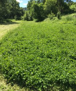 Whitetail Institute Arrest Max Selective Grass Control Herbicide Specifically Developed for Deer Food Plots, 1 Pint 18 91nQCzlEdJL