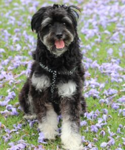 Healing Solutions 10ml Oils - Thuja Essential Oil - 0.33 Fluid Ounces 0.33 Fl Oz (Pack of 1) 21 91nYu1ykyXL