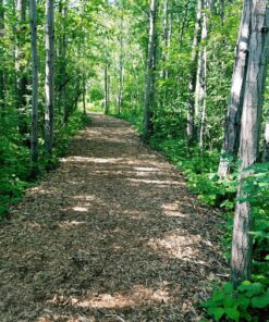 PetArmor for Dogs, Flea and Tick Treatment for Small Dogs (5-22 Pounds), Includes 3 Month Supply of Topical Flea Treatments 3 Count 5-22 lbs 36 91oBfsyWFCL