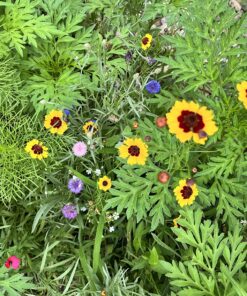 Eden Brothers Northeast Wildflower Mixed Seeds for Planting, 1/4 lb, 120,000+ Seeds with Cosmos, Candytuft, Shasta Daisy | Attracts Pollinators, Plant in Spring or Fall, Zones 3, 4, 5, 6, 7, 8, 9, 10 1/4 Pound 38 91oKZUeHbbL