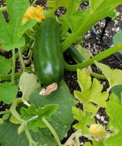 Heirloom Vegetable Seeds Non GMO Survival Seed Kit - Part of Our Legacy and Heritage - 50 Varieties 100% Naturally Grown- Best for Gardeners Who Raise Their Own Healthy Food 1 41 91oYUe1JbRL