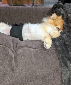 Lansinoh Stay Dry Disposable Nursing Pads, Soft and Super Absorbent Breast Pads, Breastfeeding Essentials for Moms, 200 Count 200 Count (Pack of 1) 31 91obeRdZOcL