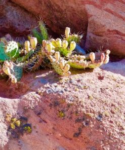 Nikon AF-P NIKKOR 70-300mm f/4.5-5.6E ED VR Fixed Zoom Digital Slr Camera Lens, Black 69 91ohOriIrL