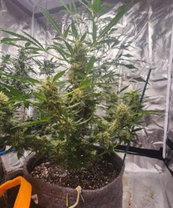 Advanced Nutrients 3750-13 Overdrive Fertilizer 500 mL, 0.5 Liter 6 91oj5pM0oXL