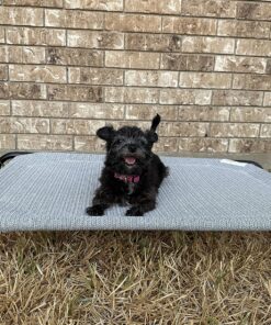 COOLAROO The Original Cooling Elevated Dog Bed, Indoor and Outdoor, Medium, Grey 42.0"L x 25.5"W x 8.0"Th 37 91omNhVuAwL