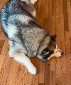 Evercare Extreme Stick Lint Roller for Clothing and Furniture, with 2 Refills 5 91p1rEhAubL