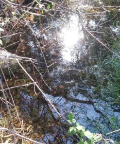 Etekcity Water Filter Straw Camping Water Purification Portable Water Filter Survival Kit for Camping, Hiking, Hurricanes 52 91pBQBM2vOL