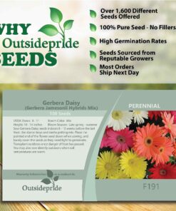 Outsidepride Gerbera Daisy Indoor House Plant or Flower Mix for Outdoor Containers, Pots, Planters, Beds - 100 Seeds 18 91pZ8wpJXaL