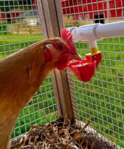 Backyard Barnyard Vertical 4 Pack NO PECK Poultry Waterer Drinking Cup for Chicken Ducks Quail 15 91pi 0oMdAL