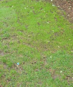 Scotts EZ Seed Patch and Repair Sun and Shade for Grass: Covers up to 225 sq. ft., 10 lb. 10 lb. 1 Pack 45 91pmxkMouYL