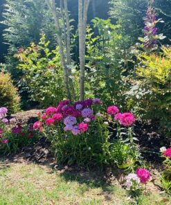 8,000 Foxglove Mix Seeds (Digitalis Purpurea) - by Seeds2Go 15 91ppOE kV4L