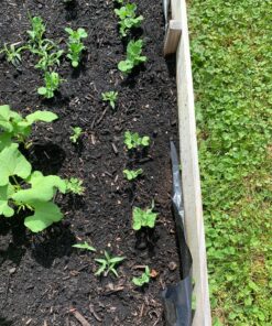 Pea Seed, Sugar Daddy Snap Pea, Heirloom, Non GMO, 20 Seeds, Perfect Peas, Country Creek Acres 26 91ptKRzX5ZL