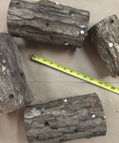 6" to 9" Shiitake Mushroom Log (2 logs per order) 9 91pyKmYWWML