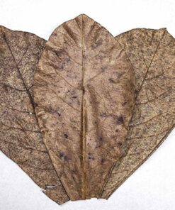 Aquatic Arts 10 Giant Catappa Indian Almond Leaves for Aquarium Use 15 91q5txSPukL