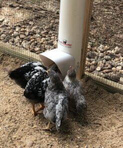 Royal Rooster Automatic Chicken Feeder with Gravity Feed Dispenser - 7lb Feeder for Chickens, Chicks & Mixed Poultry - Hanging Chicken Poultry Feeder - Auto PVC Chicken Poultry Feeder with Rain Cover 37 91qB5BFiqGL