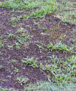 Scotts EZ Seed Patch and Repair Sun and Shade for Grass: Covers up to 225 sq. ft., 10 lb. 10 lb. 1 Pack 50 91qET4BwXNL