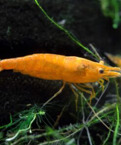 Aquatic Arts 1 Live Orange Sakura Shrimp (Neocaridina davidi) - Breeding Age Young Adults at 1/2 to 1 Inch Long 12 91qM2ppT2vL