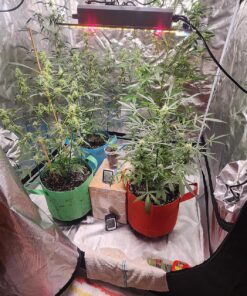 General Hydroponics pH Test Indicator, 1-Ounce 13 91qO5iJdL 1