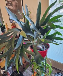 Blumat Classic Plant Watering Stakes | for Everyday Home or Vacation Use | Indoor or Outdoor Water Spikes for Plants | Automatic Drip Irrigation (6 Pack) 6 Pack 45 91qOIf gpjL