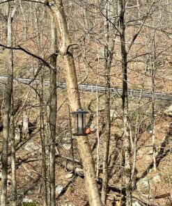 Cole's FS16 Flaming Squirrel Seed Sauce, 16-Ounce 1 33 91qQVbN3sXL