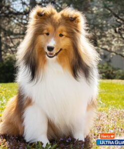 Hartz UltraGuard Rid Flea & Tick Oatmeal Dog Shampoo, Model:3270002305 14 91qQeuo27jL 3