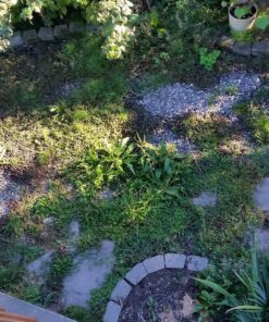 Compare-N-Save 75324 Herbicide, 1-gallon, white 58 91qTe0AErL