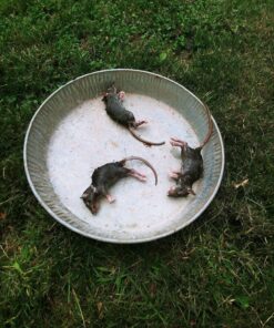 Neogen Ramik Green Fish Flavored Weather Resistant Rodenticide Nuggets, 4 lb bag 4-pound pouch 54 91qiFK8AuKL