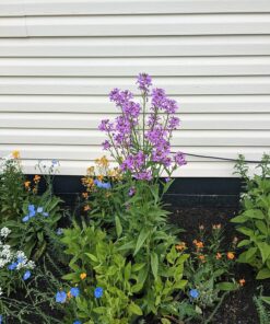 Eden Brothers All Perennial Wildflower Mixed Seeds for Planting, 1/4 lb, 120,000+ Seeds with Lupine, Shasta Daisy | Attracts Pollinators, Plant in Spring or Fall, Zones 3, 4, 5, 6, 7, 8, 9, 10 1/4 Pound 44 91qr0SZRLoL