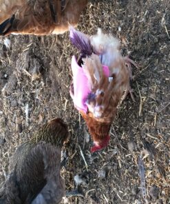 Hen Saver Hen Apron/Saddle, Single Strap, Small/Medium, Awareness Pink Medium 25 91qsBUXKTIL