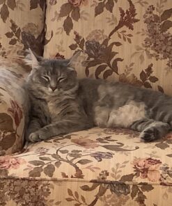 Coastal Pet Safari - Cat Self-Cleaning Slicker Brush - Cat Grooming Supplies Pack of 1 34 91quYCLuA3L