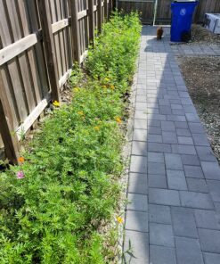 Eden Brothers Southeast Wildflower Mixed Seeds for Planting, 1 lb, 480,000+ Seeds with Cornflower, Blanket Flower | Attracts Pollinators, Plant in Spring or Fall, Zones 3, 4, 5, 6, 7, 8, 9, 10 1 Pound 52 91rDCGYugsL