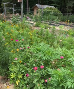 Eden Brothers Southeast Wildflower Mixed Seeds for Planting, 1 lb, 480,000+ Seeds with Cornflower, Blanket Flower | Attracts Pollinators, Plant in Spring or Fall, Zones 3, 4, 5, 6, 7, 8, 9, 10 1 Pound 51 91rNxnDHzL