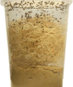 Josh's Frogs The Best MELANOGASTER Fruit Fly Food Media (1.5 lbs/1.35 Quarts - Makes 10 Fruit Fly Cultures) 1.35 Quarts 15 91rO2JlByOL