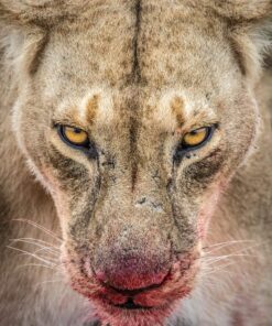 TAMRON Super Zoom Lens SP 150-600mm F5-6.3 Di VC USD G2 for Nikon Full Size A022N Single 14 91rUvkyOrUL