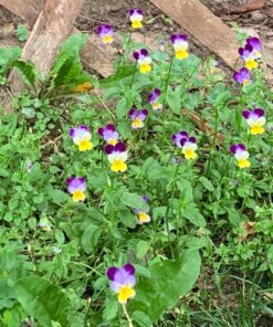 Outsidepride Viola Johnny Jump Up Wild Flowers & Ground Cover Plants - 5000 Seeds Johnny-jump Up 42 91ri4HI00jL