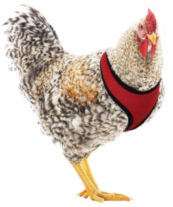 Alternative view of Hamilton Pet & Equine Hamilton Adjustable Hen Soft Mesh Chicken Harness, Red, 5/8" x 12"/18"/Small SMALL/HEN