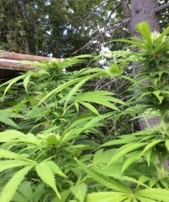 Advanced Nutrients GL525050-12 Big Bud Liquid Fertilizer, 250 mL.250 Liter, Brown/A .250 Liter 30 91sHH0NdFYL