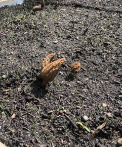 Backyard Morel Mushroom Growing Kit - MOREL HABITAT KIT ® 45 91sK6yeEiL