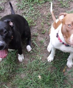 Fresh Is Best - Freeze Dried Healthy Raw Meat Treats for Dogs & Cats - Chicken Hearts Chicken Heart 14 91sPvCgTXEL 1